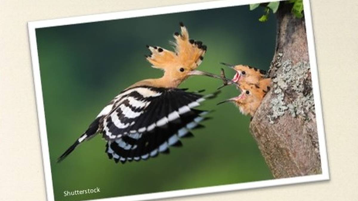 Hegaztien ikastaroak Lekunberrin