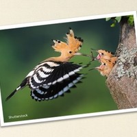 Hegaztien ikastaroak Lekunberrin