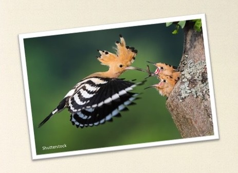 Hegaztien ikastaroak Lekunberrin