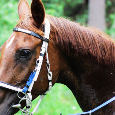 Nafarroako Raid Txapelketa