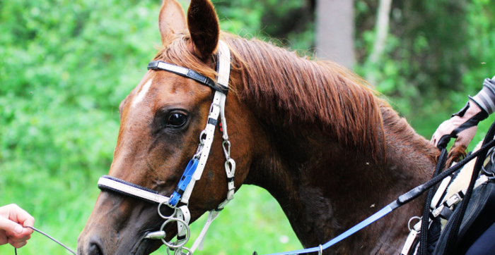 Nafarroako Raid Txapelketa