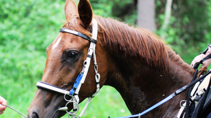 Nafarroako Raid Txapelketa