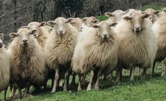 Mendialdeko Azoka Ibiltaria eta VIII. Lore eta Landare Azoka Lekunberrin