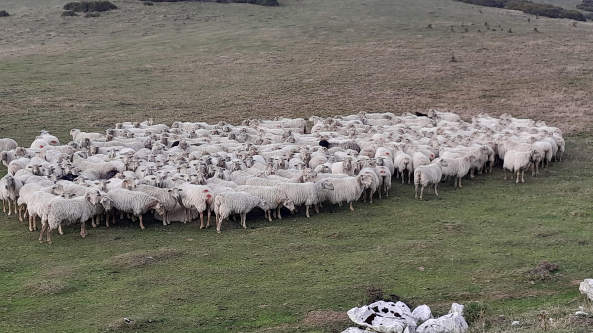 Martikonea gaztaindegiak "Lurberri" programan parte hartu du
