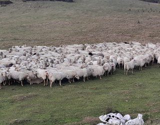 Martikonea gaztaindegiak "Lurberri" programan parte hartu du
