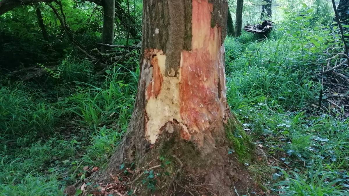 Larraungo ibaian igarabak eta kastore europarrak begiztatu dituzte