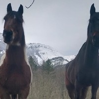 Natura eta Zaldiak: "Loturak sortzen"