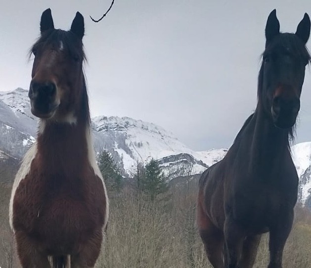 Natura eta Zaldiak: "Loturak sortzen"